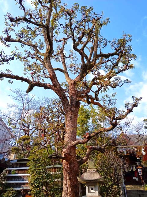 f:id:katekobe:20210116072047j:plain