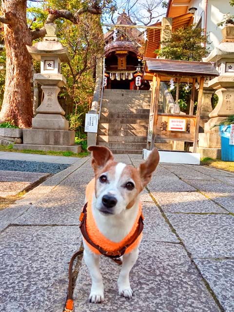 f:id:katekobe:20210116072232j:plain