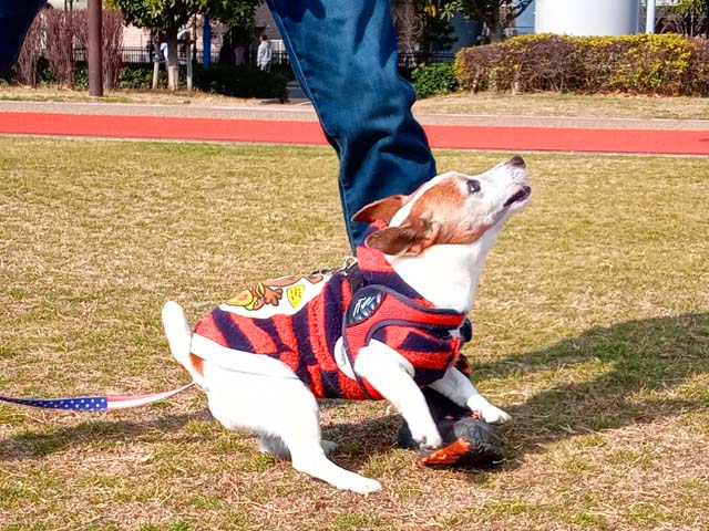 f:id:katekobe:20210202065738j:plain