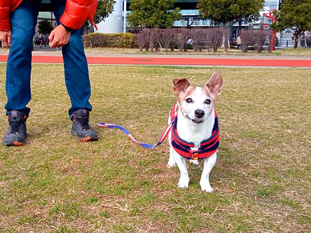 f:id:katekobe:20210202073336j:plain