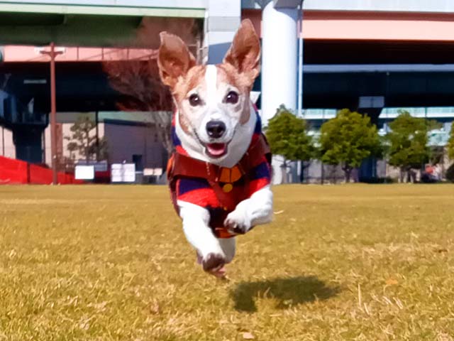 f:id:katekobe:20210207071813j:plain