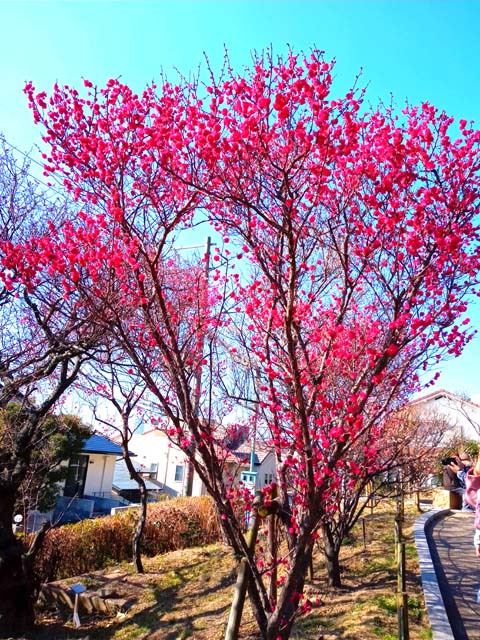f:id:katekobe:20210217071349j:plain