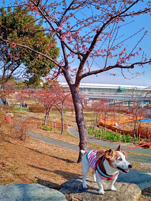 f:id:katekobe:20210222064732j:plain