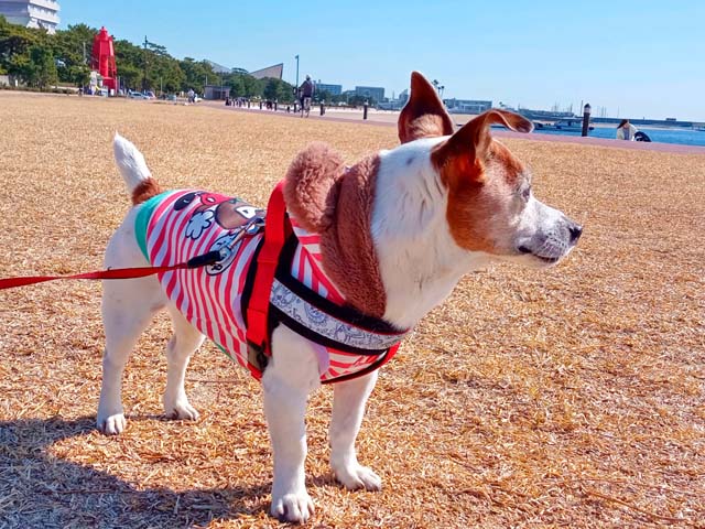 f:id:katekobe:20210226074718j:plain