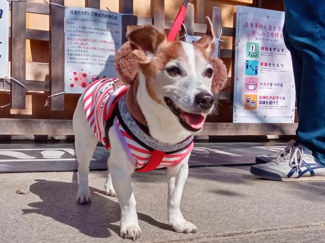 f:id:katekobe:20210226081602j:plain