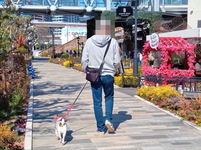 f:id:katekobe:20210226082740j:plain