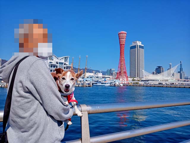 f:id:katekobe:20210226083227j:plain