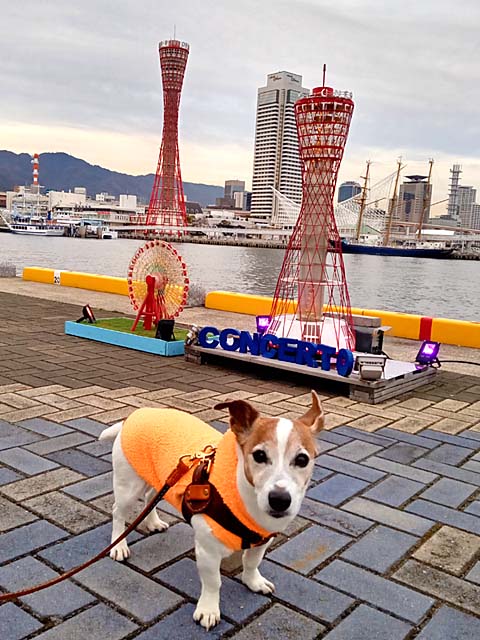 f:id:katekobe:20210314064749j:plain