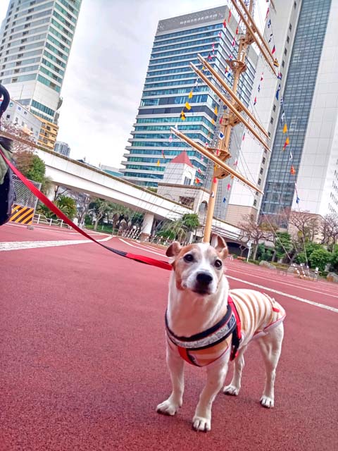 f:id:katekobe:20210323081427j:plain