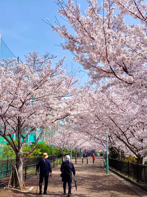 f:id:katekobe:20210331075838j:plain
