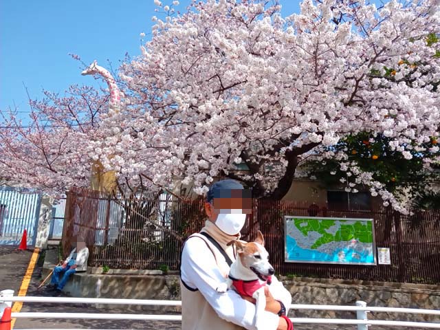 f:id:katekobe:20210331075951j:plain