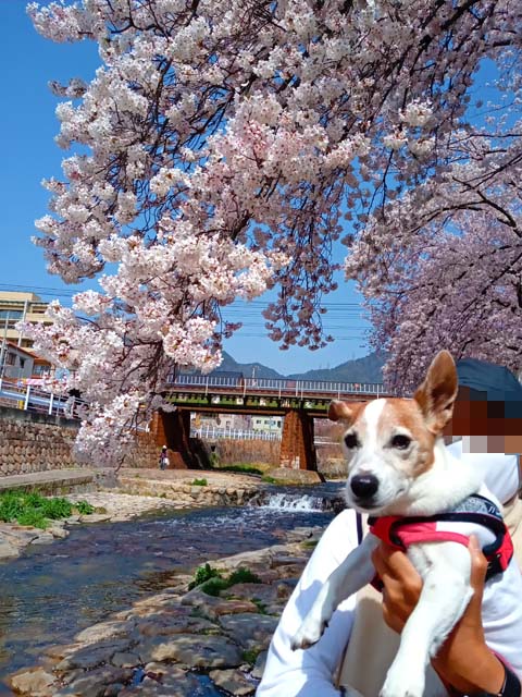 f:id:katekobe:20210331080433j:plain