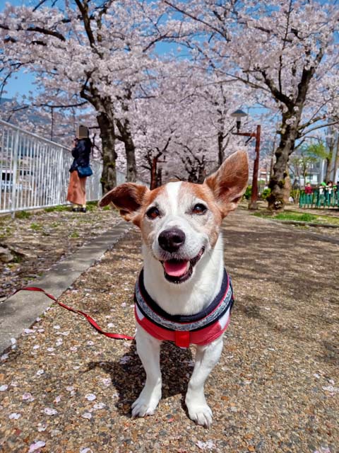 f:id:katekobe:20210331080445j:plain