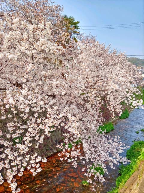 f:id:katekobe:20210401073734j:plain