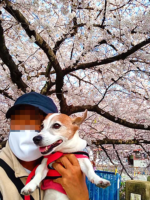 f:id:katekobe:20210401073803j:plain