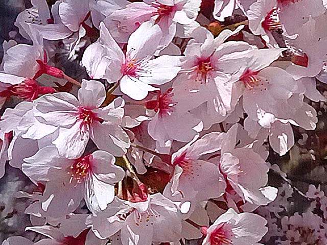 f:id:katekobe:20210405084515j:plain
