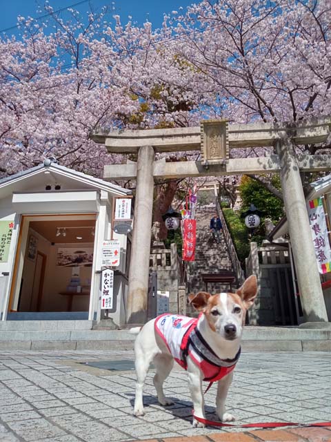 f:id:katekobe:20210405085536j:plain