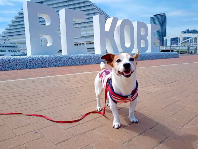 f:id:katekobe:20210414070525j:plain