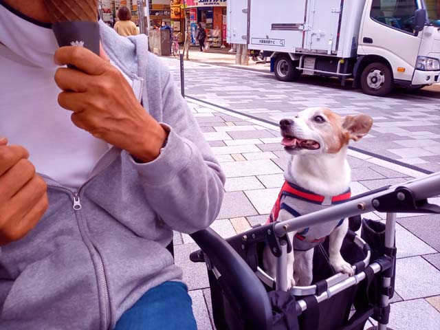 f:id:katekobe:20210426081802j:plain