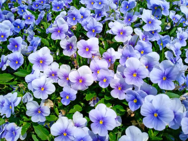 f:id:katekobe:20210518071226j:plain