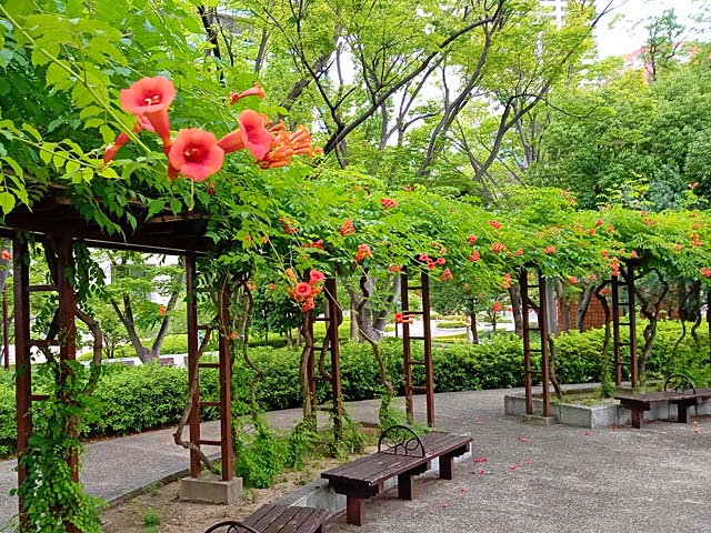 f:id:katekobe:20210703061003j:plain
