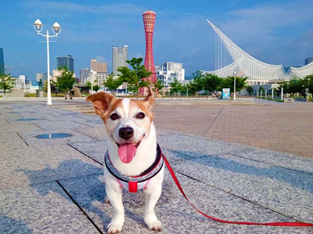 f:id:katekobe:20210710061027j:plain