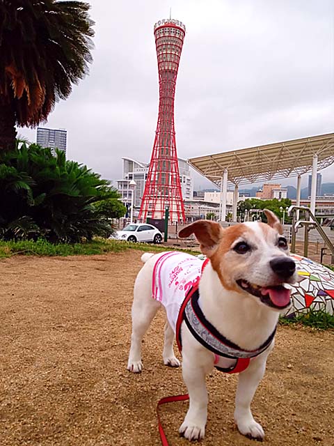 f:id:katekobe:20210714062614j:plain