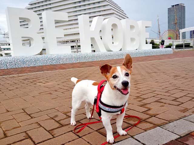 f:id:katekobe:20210903080826j:plain