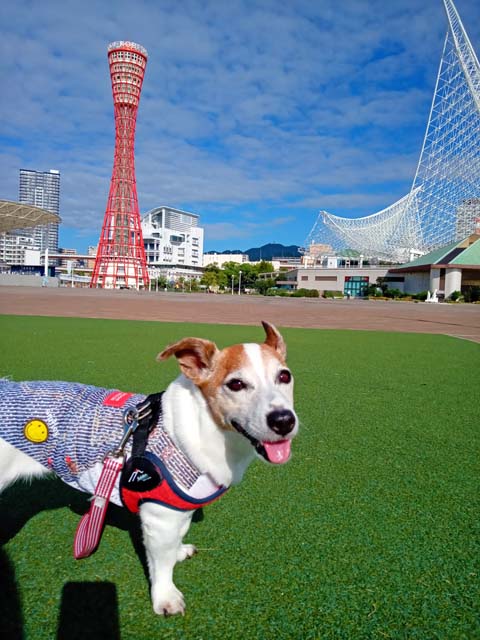 f:id:katekobe:20210925061546j:plain
