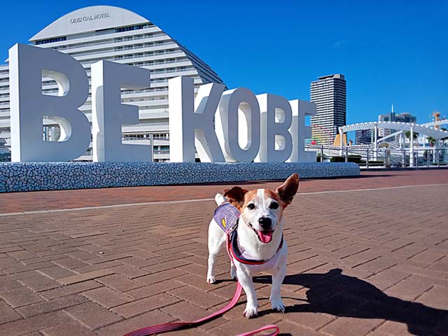 f:id:katekobe:20210925061713j:plain