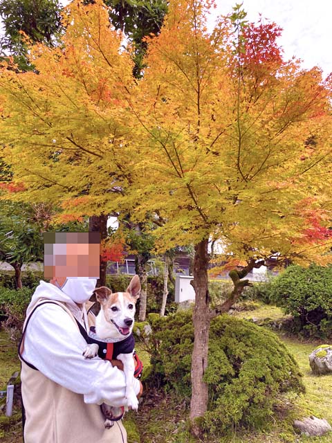 f:id:katekobe:20211103072344j:plain