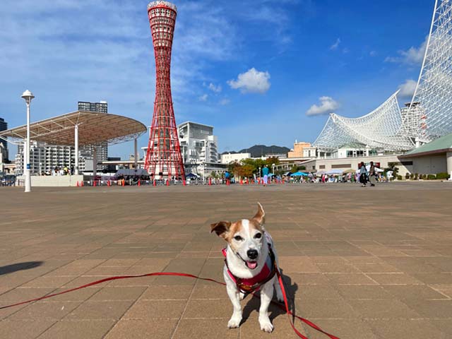 f:id:katekobe:20211111050805j:plain