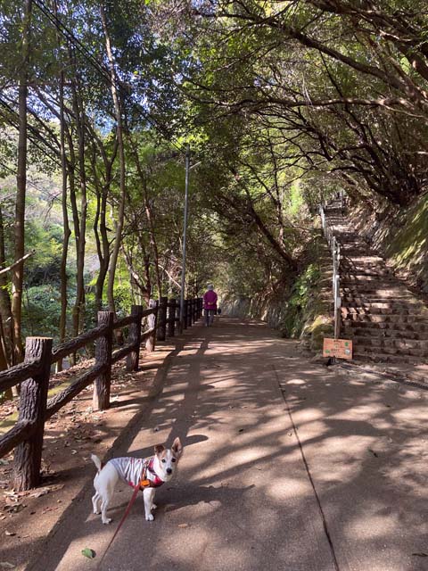 f:id:katekobe:20211115054702j:plain