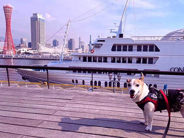 f:id:katekobe:20211128070438j:plain