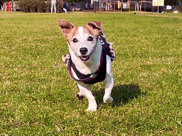 f:id:katekobe:20211203081037j:plain