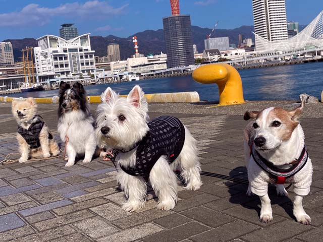 f:id:katekobe:20220106092538j:plain