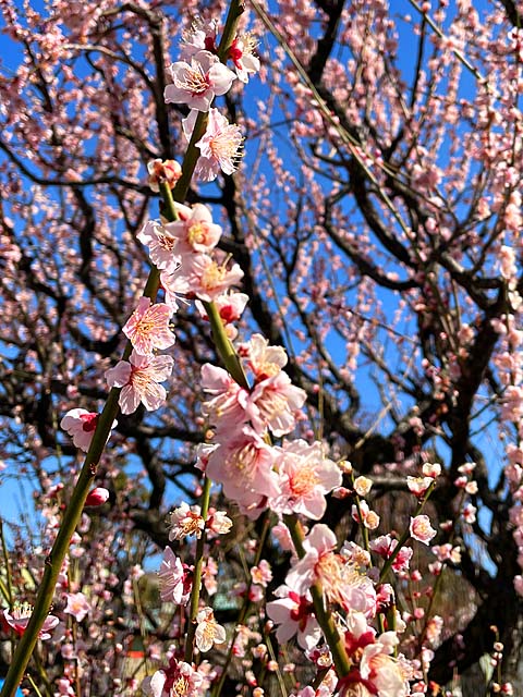 f:id:katekobe:20220303060411j:plain