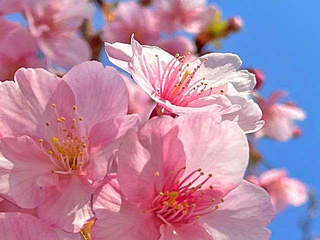 f:id:katekobe:20220309054127j:plain