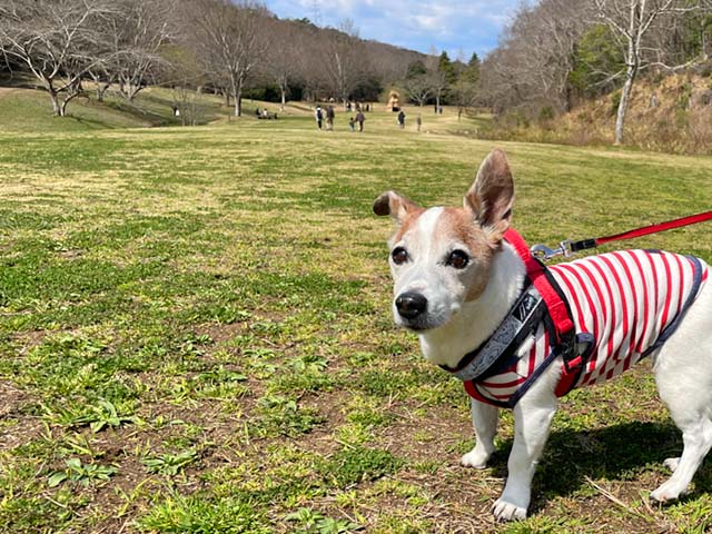 f:id:katekobe:20220324060731j:plain