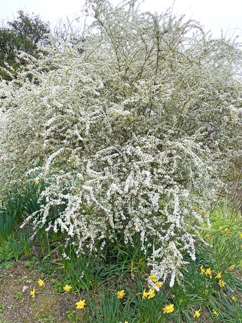 f:id:katekobe:20220401062620j:plain