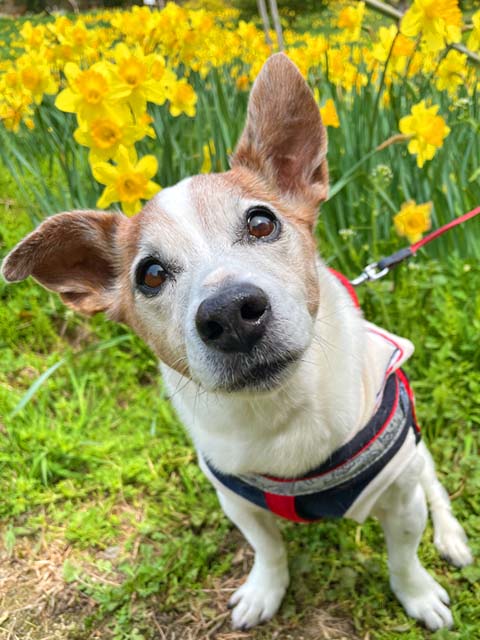 f:id:katekobe:20220401062948j:plain