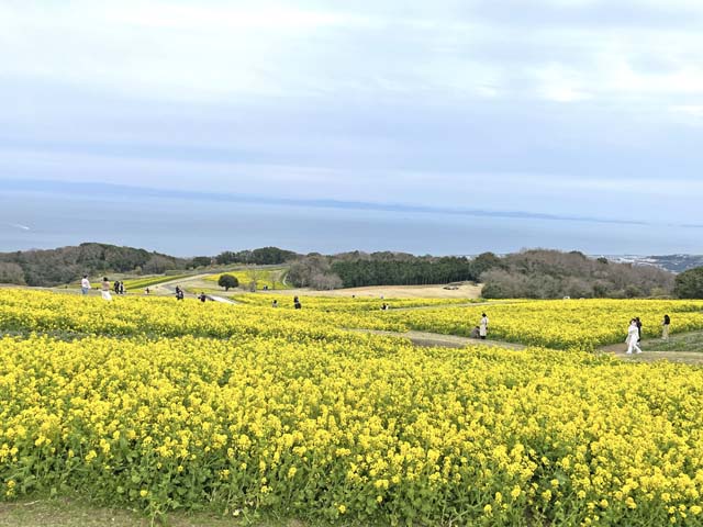 f:id:katekobe:20220404085425j:plain