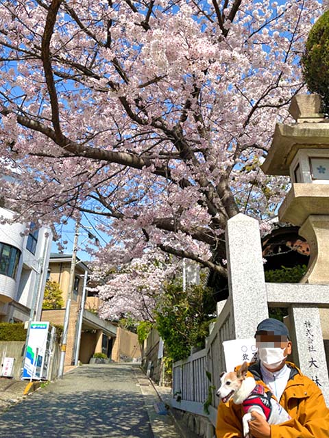 f:id:katekobe:20220407070213j:plain