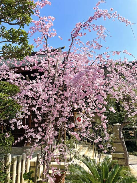 f:id:katekobe:20220407070220j:plain