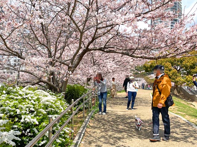 f:id:katekobe:20220407071234j:plain
