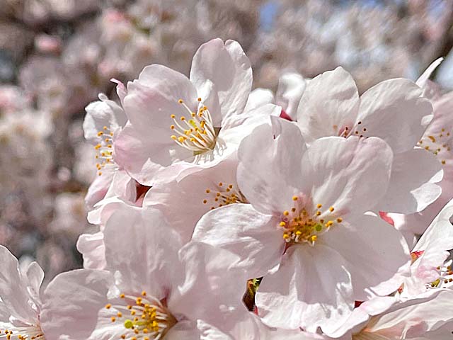 f:id:katekobe:20220407071309j:plain