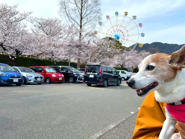 f:id:katekobe:20220408073102j:plain