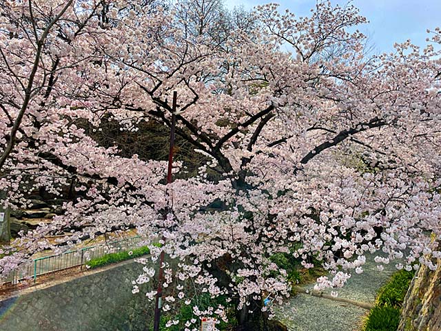 f:id:katekobe:20220408073221j:plain