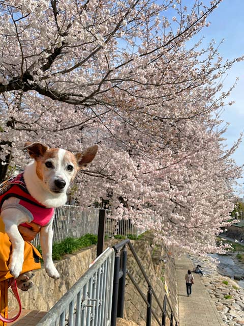 f:id:katekobe:20220410063027j:plain