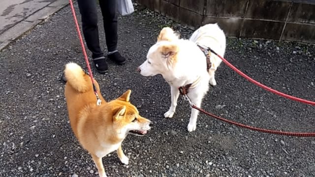 柴子さんがやってきた。 - けいた と おちぇの親方日記
